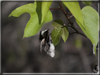 foto Flora e la fauna della Isole Galapagos